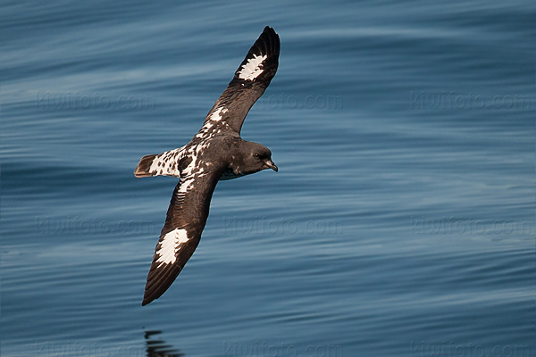 Cape Petrel Picture @ Kiwifoto.com