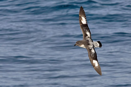 Cape Petrel Photo @ Kiwifoto.com