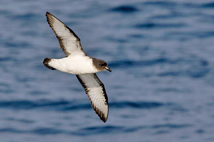 Cape Petrel Picture @ Kiwifoto.com