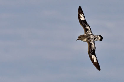 Cape Petrel, Scotia Sea