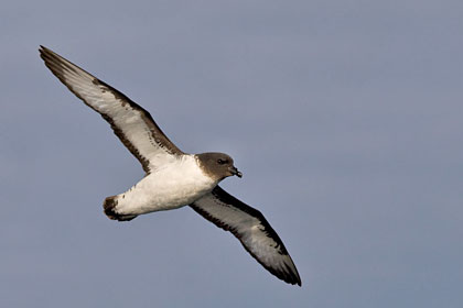 Cape Petrel Photo @ Kiwifoto.com