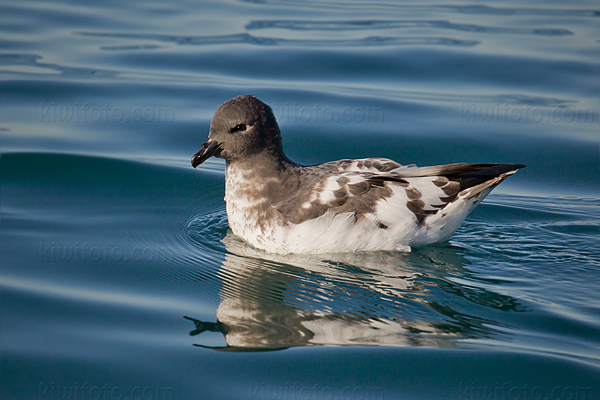 Cape Petrel Picture @ Kiwifoto.com