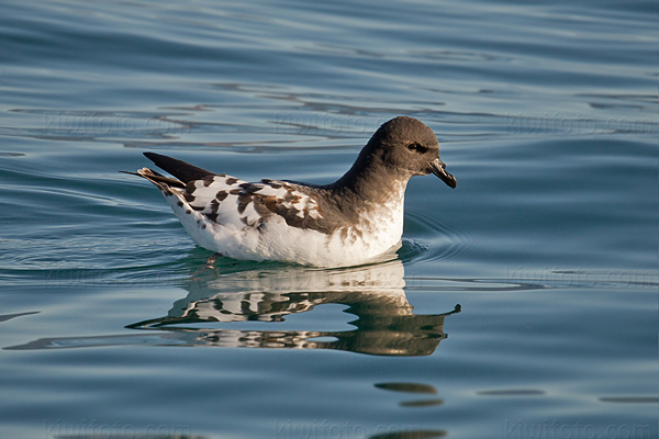 Cape Petrel Photo @ Kiwifoto.com