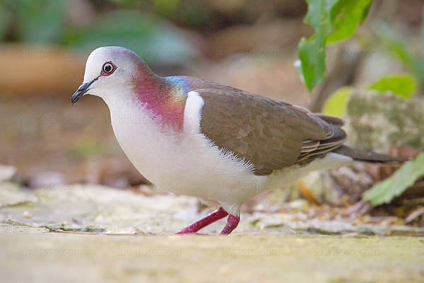 Caribbean Dove (L.j. jamaicensis)