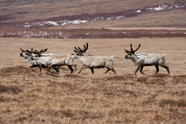 Caribou Photo @ Kiwifoto.com