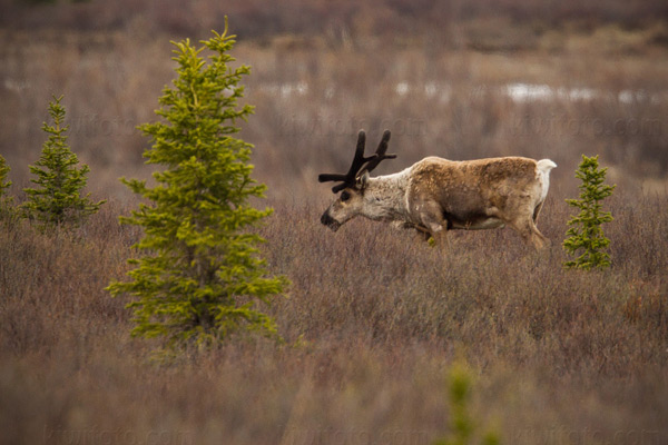 Caribou