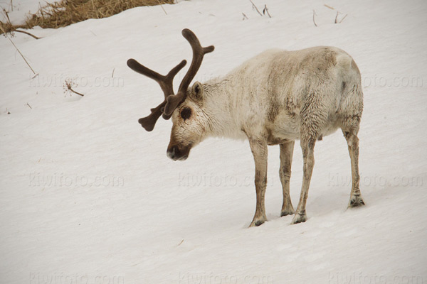 Caribou Image @ Kiwifoto.com