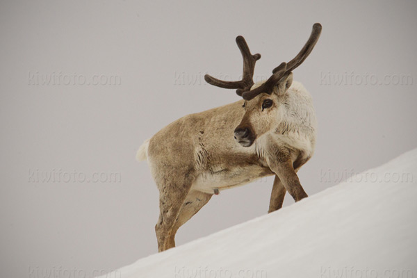 Caribou Photo @ Kiwifoto.com