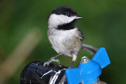 Carolina Chickadee Picture @ Kiwifoto.com