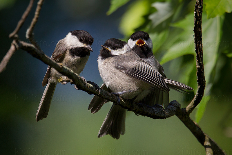 Carolina Chickadee Picture @ Kiwifoto.com