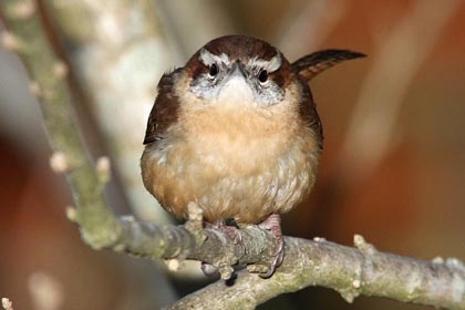Carolina Wren Photo @ Kiwifoto.com