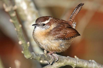 Carolina Wren Image @ Kiwifoto.com