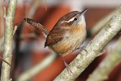 Carolina Wren Image @ Kiwifoto.com
