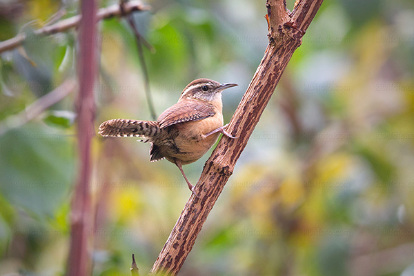 Carolina Wren Image @ Kiwifoto.com
