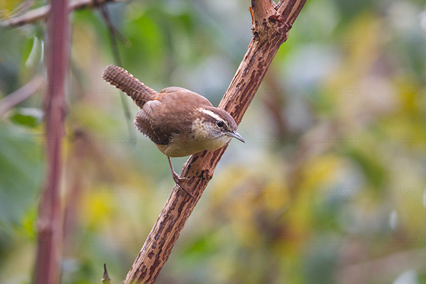 Carolina Wren Image @ Kiwifoto.com
