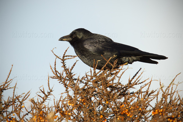 Carrion Crow Image @ Kiwifoto.com