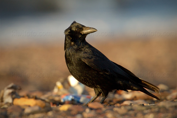 Carrion Crow