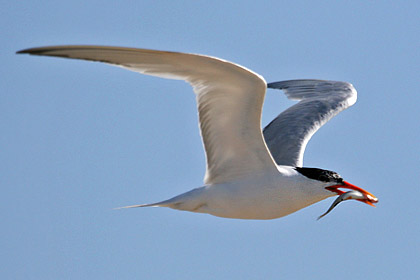Caspian Tern Image @ Kiwifoto.com