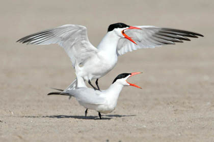 Caspian Tern