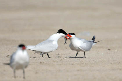 Caspian Tern Image @ Kiwifoto.com