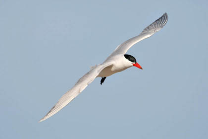 Caspian Tern Image @ Kiwifoto.com