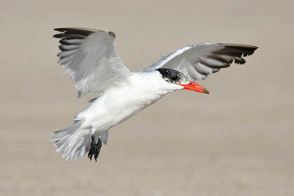 Caspian Tern Image @ Kiwifoto.com