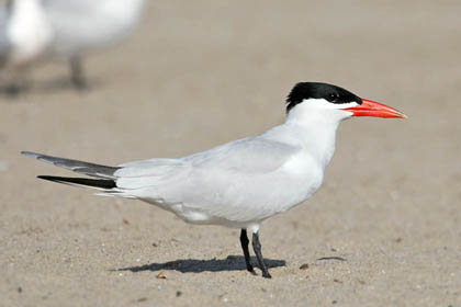 Caspian Tern Image @ Kiwifoto.com