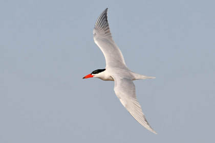 Caspian Tern Photo @ Kiwifoto.com