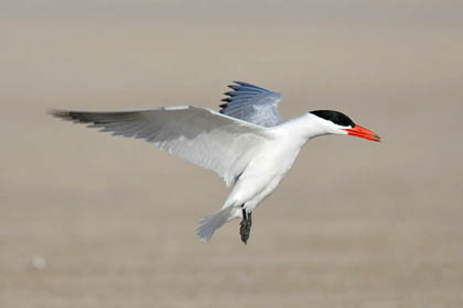 Caspian Tern Photo @ Kiwifoto.com