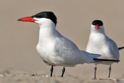 Caspian Tern