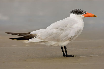 Caspian Tern Picture @ Kiwifoto.com