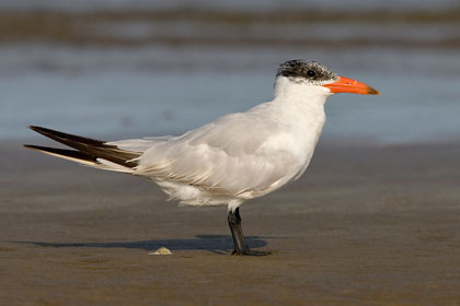 Caspian Tern Image @ Kiwifoto.com