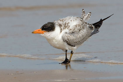 Caspian Tern (juvenile)