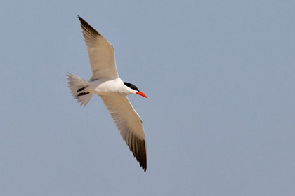 Caspian Tern Photo @ Kiwifoto.com