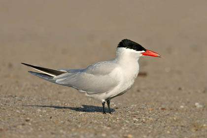 Caspian Tern Photo @ Kiwifoto.com