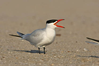 Caspian Tern Photo @ Kiwifoto.com