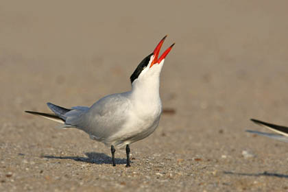 Caspian Tern Picture @ Kiwifoto.com