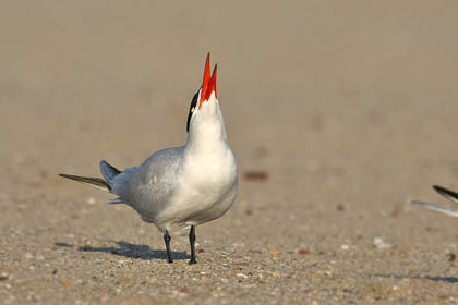 Caspian Tern Photo @ Kiwifoto.com