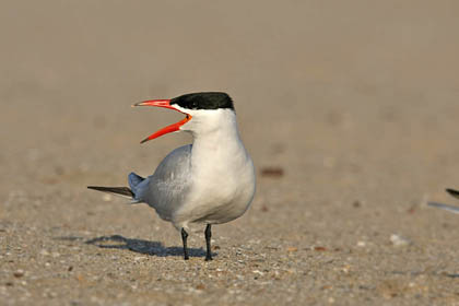 Caspian Tern Picture @ Kiwifoto.com