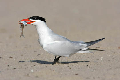 Caspian Tern