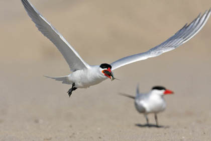 Caspian Tern Image @ Kiwifoto.com