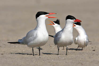 Caspian and Elegant Terns Caspian and Elegant Terns