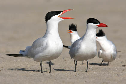 Caspian Tern Picture @ Kiwifoto.com