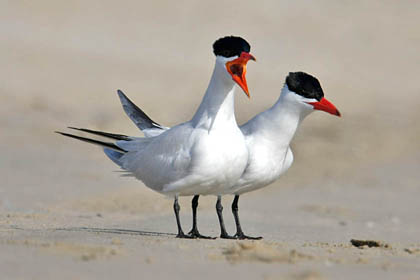 Caspian Tern Image @ Kiwifoto.com