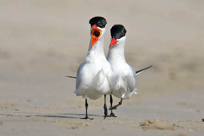 Caspian Tern Photo @ Kiwifoto.com