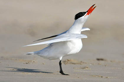 Caspian Tern Image @ Kiwifoto.com