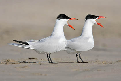 Caspian Tern Picture @ Kiwifoto.com