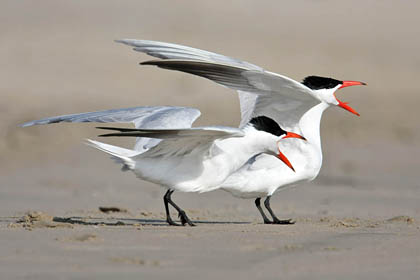 Caspian Tern Image @ Kiwifoto.com