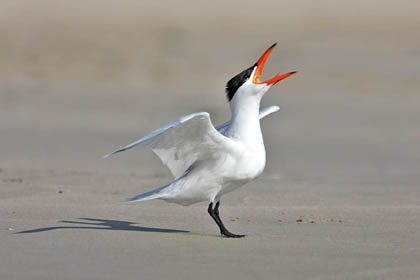 Caspian Tern Image @ Kiwifoto.com