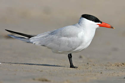 Caspian Tern Photo @ Kiwifoto.com